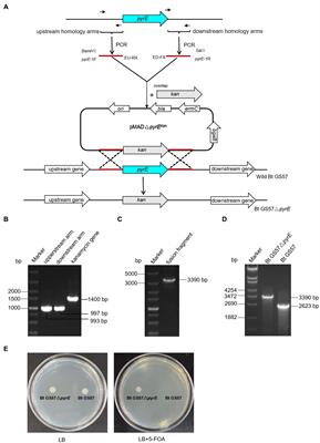 Effects of the pyrE deletion mutant from Bacillus thuringiensis on gut microbiota and immune response of Spodoptera exigua